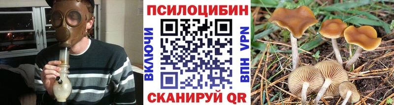 где можно купить   Богородск  Псилоцибиновые грибы Cubensis 
